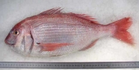 Red Bream Box