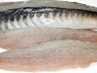 Baracudda Fillet