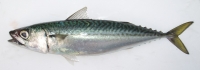 Mackeral