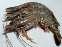 Black Tiger Prawns