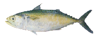 Indian Mackeral