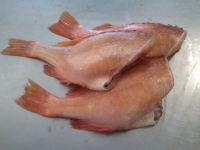 Red Bream