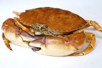 Crab