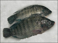 Whole Tilapia Clean Large Bag